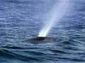 Video: Kaikōura sperm whales