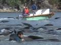 Video: Saving stranded whales