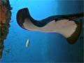 Video: Poor Knights Islands