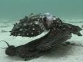 Video: Octopus movement