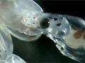 Video: Hatching octopus