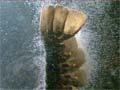 Video: Red crayfish releasing larvae