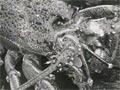 Video: Crayfishing at the Chatham Islands