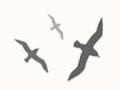 Silhouette of birds