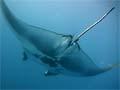 Video: Manta ray