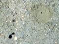 The ocean floor