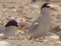 Video: Fighting for the fairy tern
