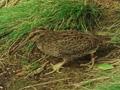 Video: Snares Island snipe