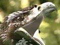 Video: Haast’s eagle attacking a moa