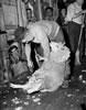 Godfrey Bowen shearing a sheep, 1953