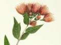Watercolour of New Zealand rata by Martha King
