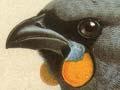 North and South Island kōkako