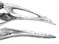Extinct coot