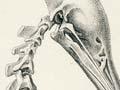 Kiwi skeleton