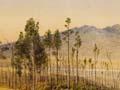 Pirongia mountain