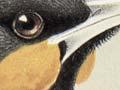 Huia