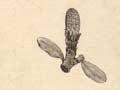 Drawing of a kauri tree