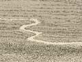 The Bridle Path