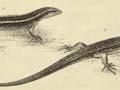 Lizards