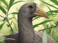 North Island adzebill