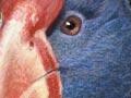 North Island takahē