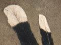 Audio: Rewi Maniapoto with huia feathers 