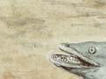 ‘Catching the legendary eel at Tangahoe’