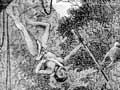 Attack in the bush, 1868