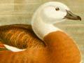 Audio: Male and female paradise shelduck