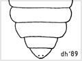 Sandfly pupa 