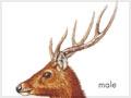 Rusa stag and deer