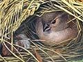 House sparrow