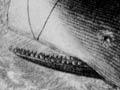 Hunting sperm whales