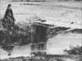Swampy Dunedin