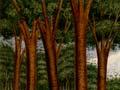 Felling kauri for timber