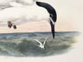 White-fronted tern