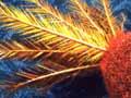 New Zealand International Arts Festival