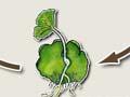 Fern life cycle