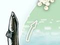 Eel life cycle 