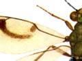 Features of wasps and bees