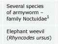 Parasitic wasps