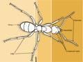 Parts of an ant