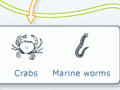 Estuary food web