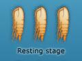 <em>Neocalanus tonsus</em> life cycle