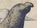 Elephant-seal oil 