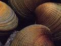 Edible bivalves