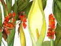 Interactive: Publicising poisonous plants