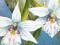 Flower stamps