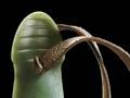 Mere pounamu – Horokiwi