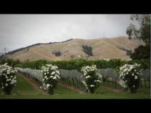 Video: Wine success for Blenheim - Roadside Stories